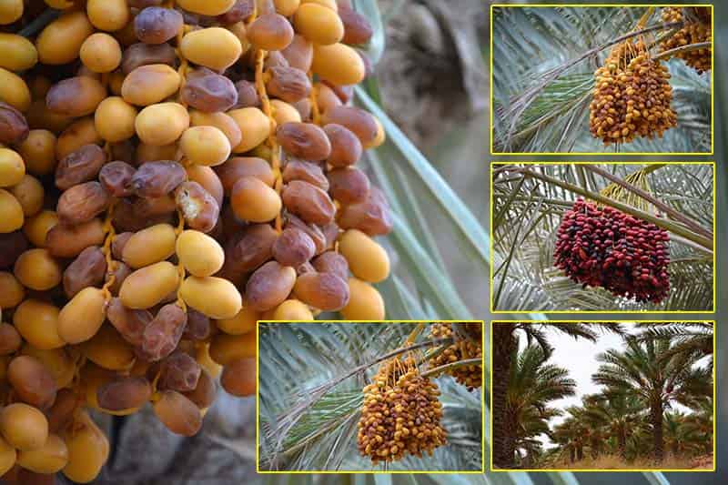 فروش خرما درجه یک